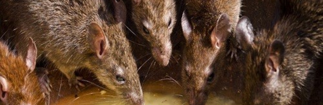 ratpest controlperth Cover Image