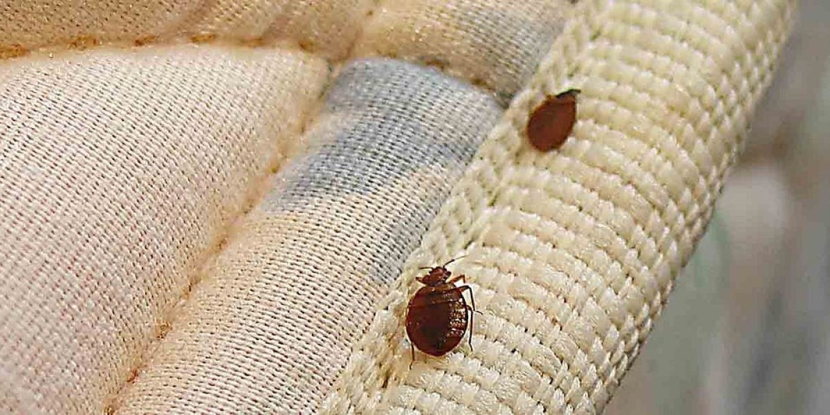 Emergency Bed Bugs Exterminators Naperville IL for Quick Relief