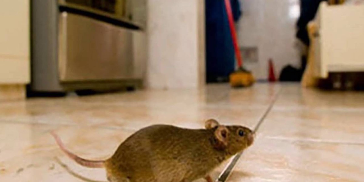 When Should Homeowners Seek Emergency Rodent Removal in Naperville IL?