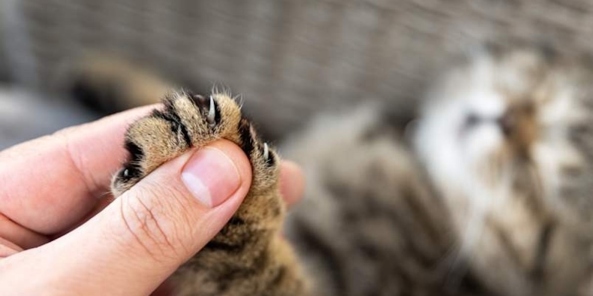 How to Handle a Feisty Cat: Practical Tips for Cat Owners