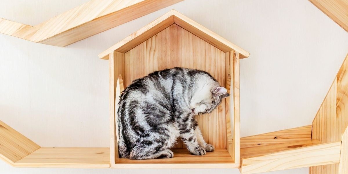 How to Keep Home Smelling Fresh With Cats Daily