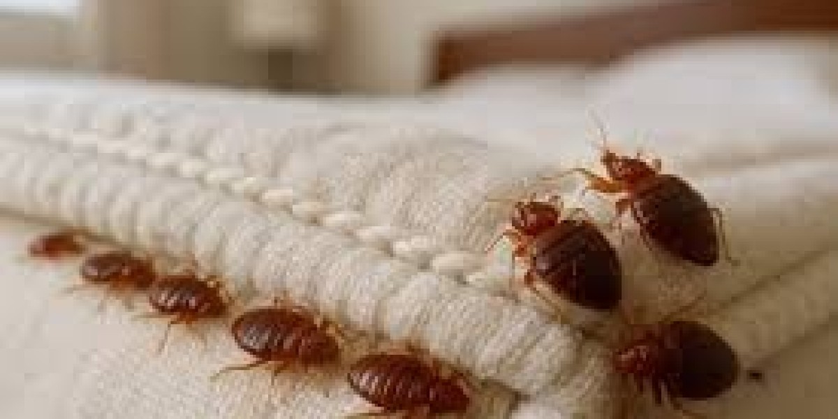 How to Get Rid of Bed Bugs in an NYC Apartment: A Complete Guide