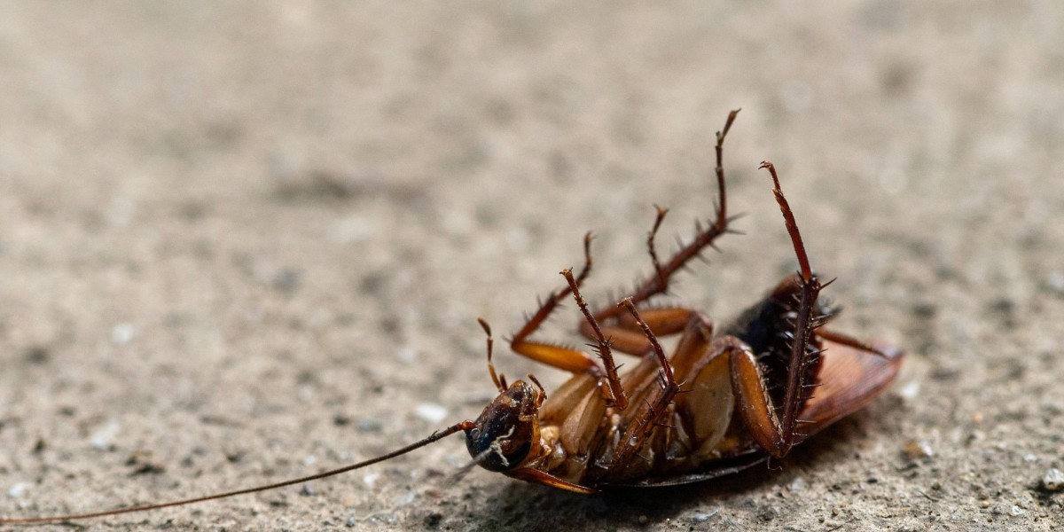 How Cockroaches Control in Dubai Can Protect Your Family’s Health
