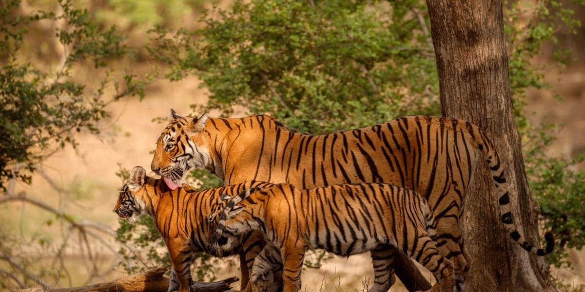 Best Rajasthan Group Tour Packages for Families & Friends