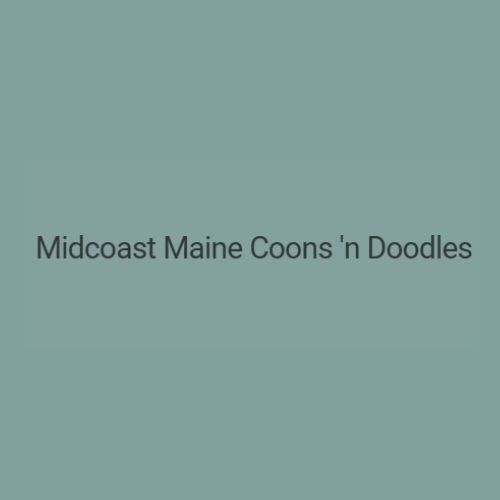 Midcoast Maine Coons n Doodles Profile Picture