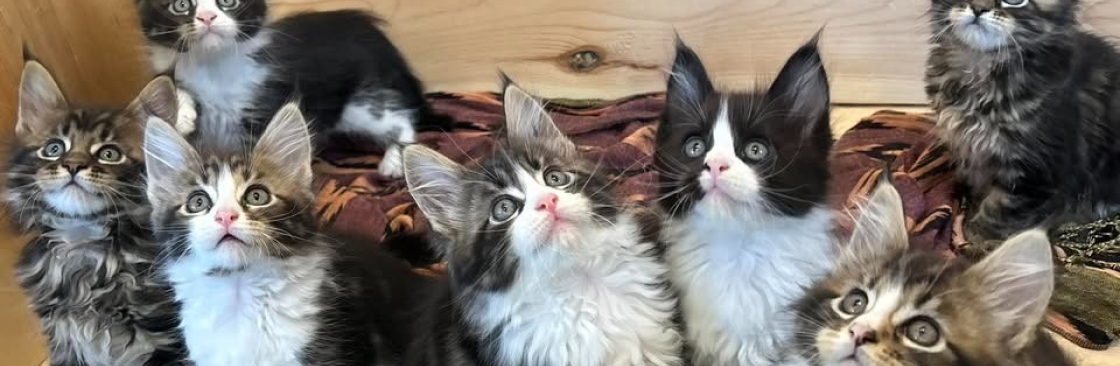 Midcoast Maine Coons n Doodles Cover Image