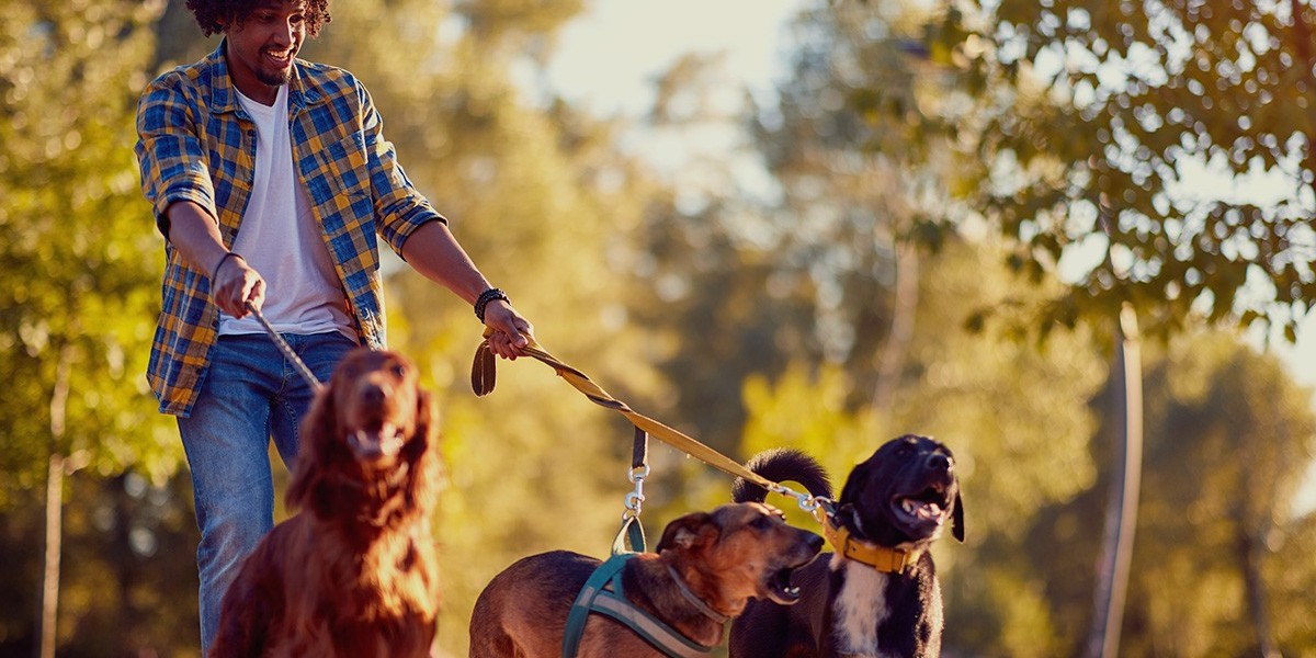 What Training Do Walkers Have in the Top 10 Dog Walking Companies in New Orleans?