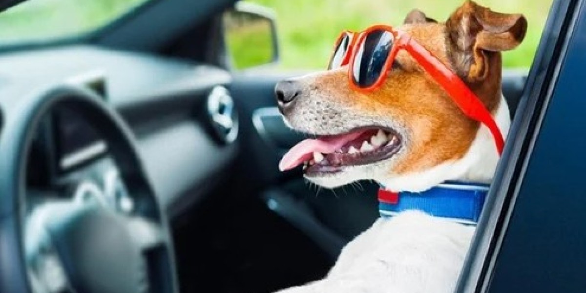 Reliable Bike, Pet & Vehicle Shifting Services in Faridabad – Secure Move