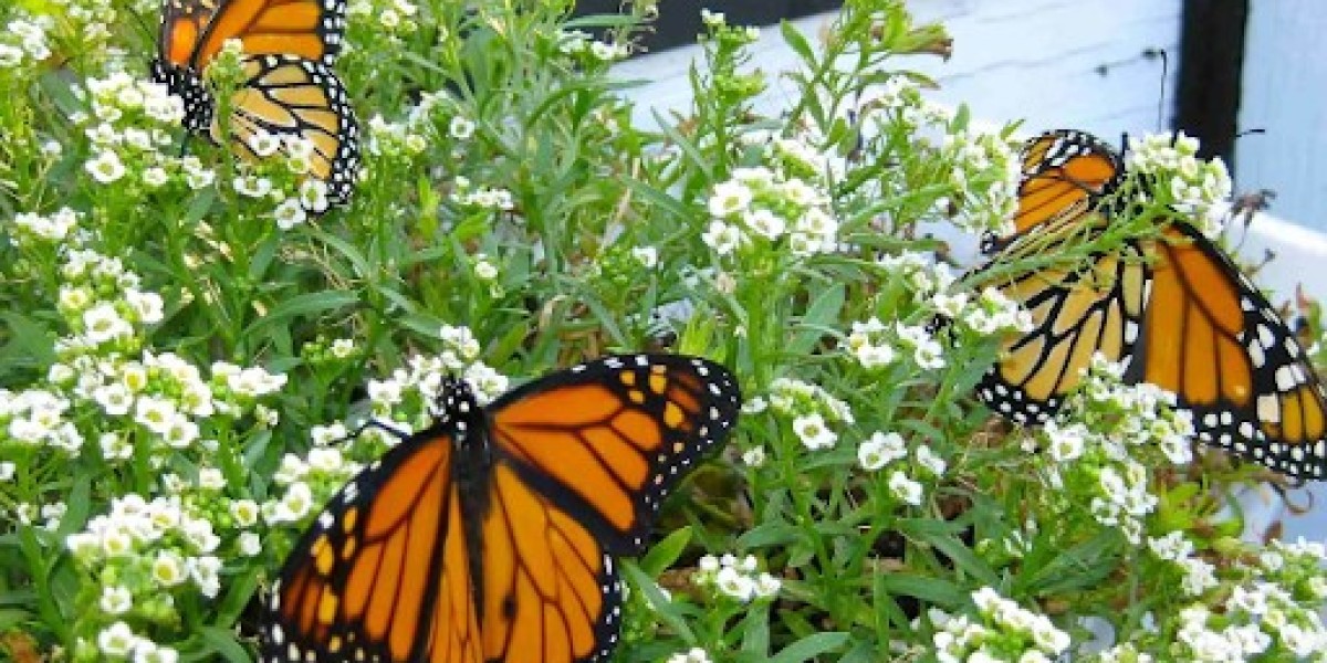 Butterfly Release in San Diego: Funeral Symbolism Explained