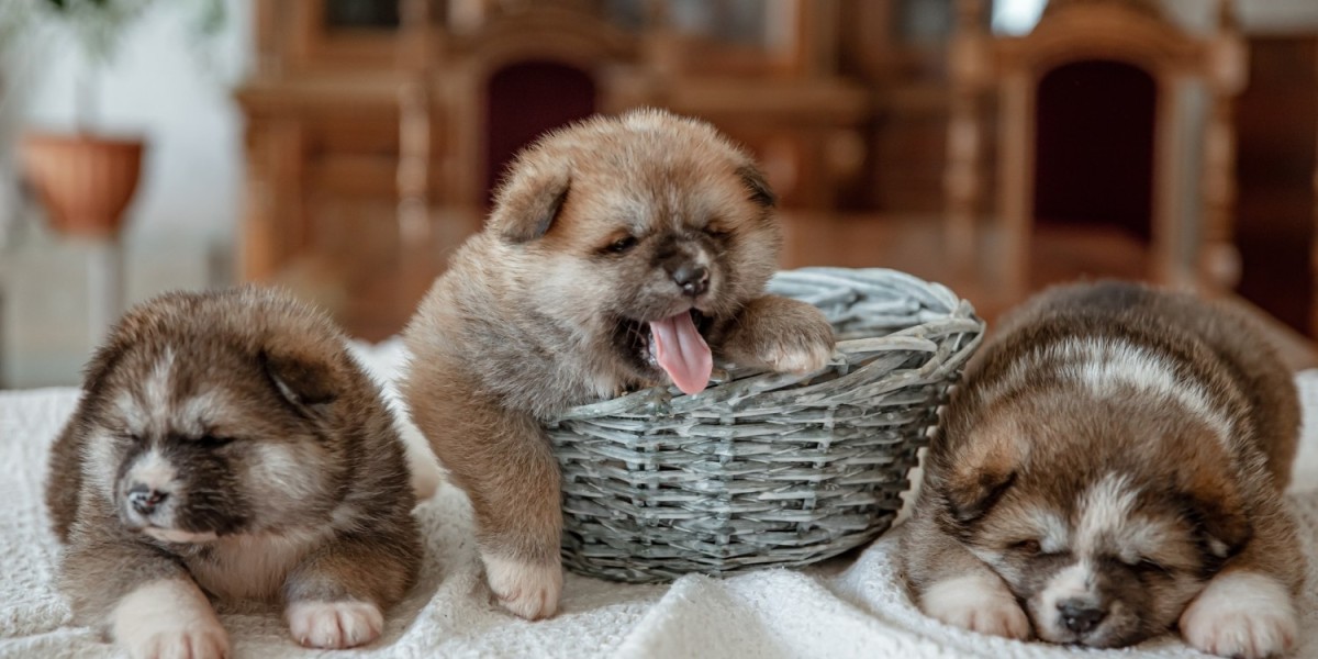 Why Petholicks is the Best Pet Shop for Pet Lovers in Dubai
