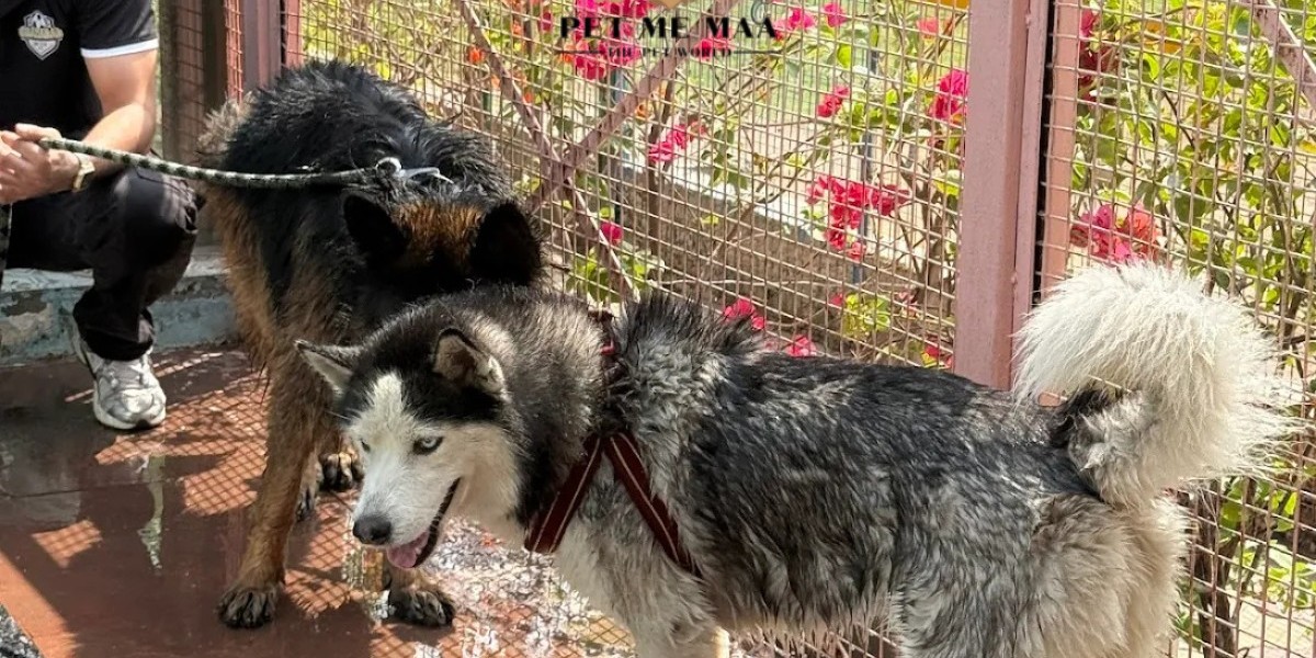 Why Pet Me Maa is the Top-Rated Choice for Pet Boarding Near Me for Dogs