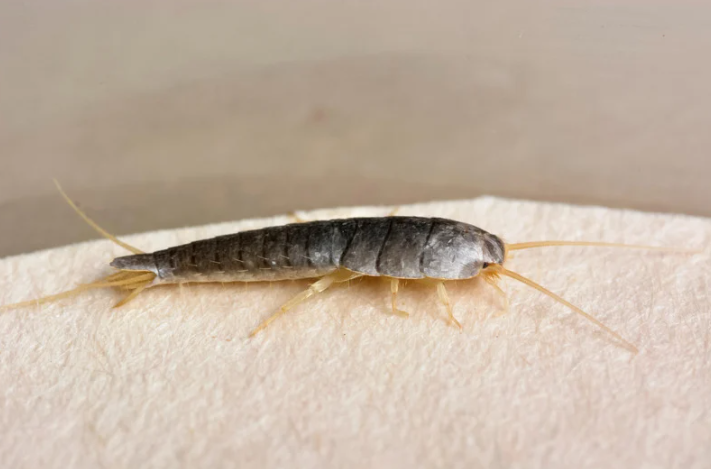 Silverfish Control Brisbane | Professional Silverfish Treatment