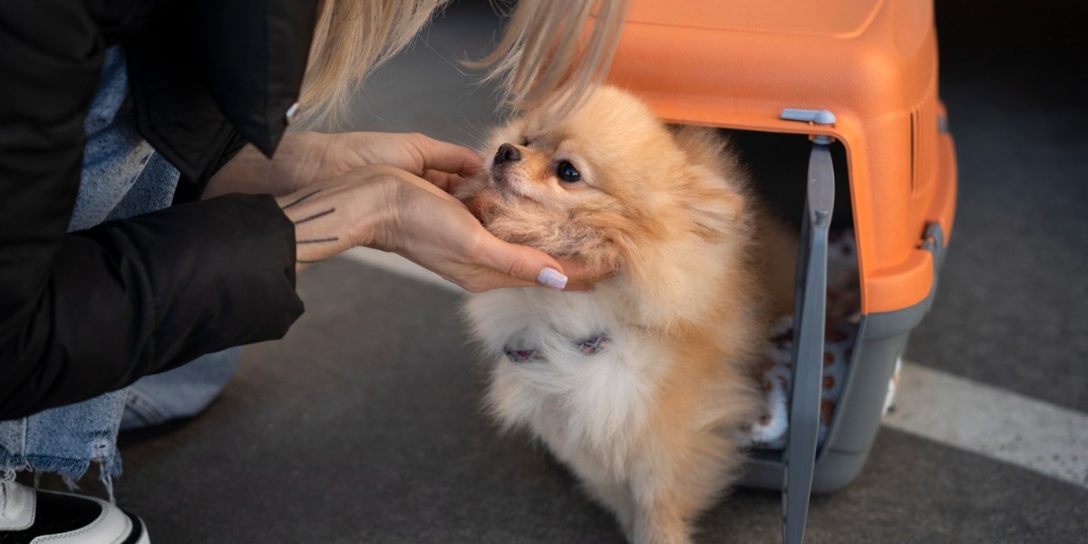 Why a Professional Flight Nanny Is the Safest Choice for Pet Transportation