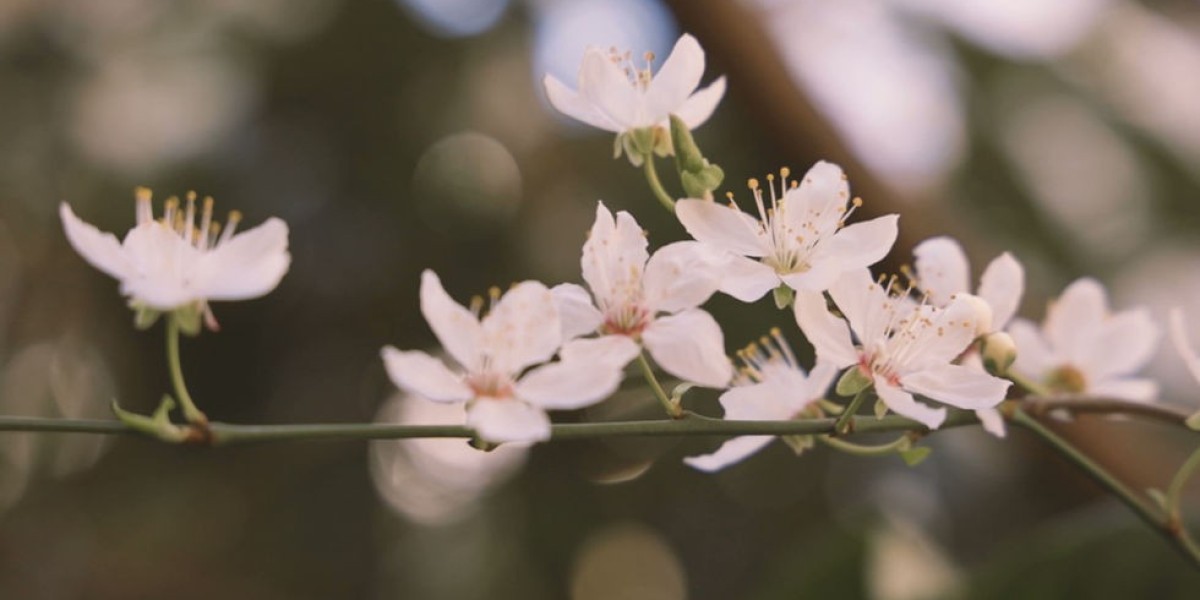 Compassionate Pregnancy Loss Counselling Support in Sydney