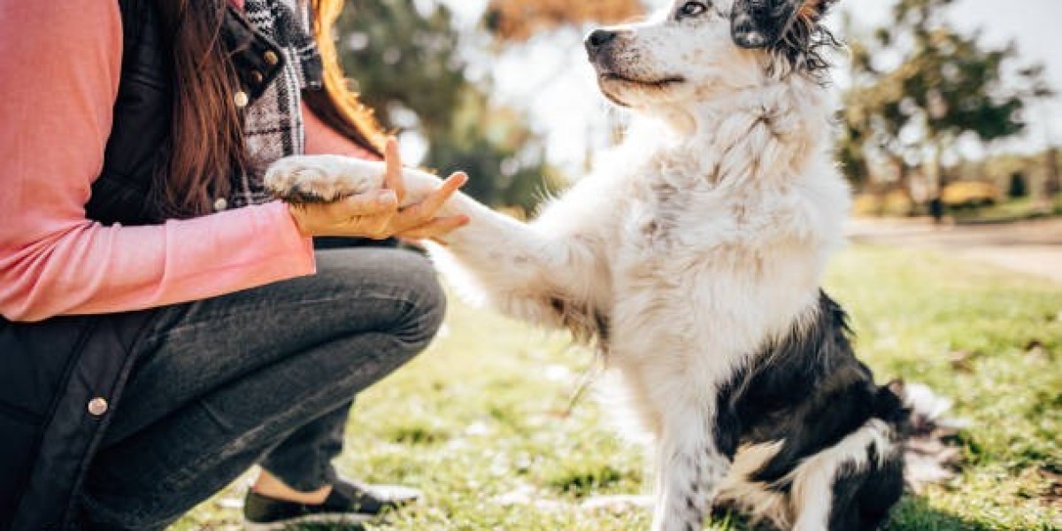 Solving Canine Aggression and Reactivity: Insights into Nigel Reed Dog Trainer Reviews