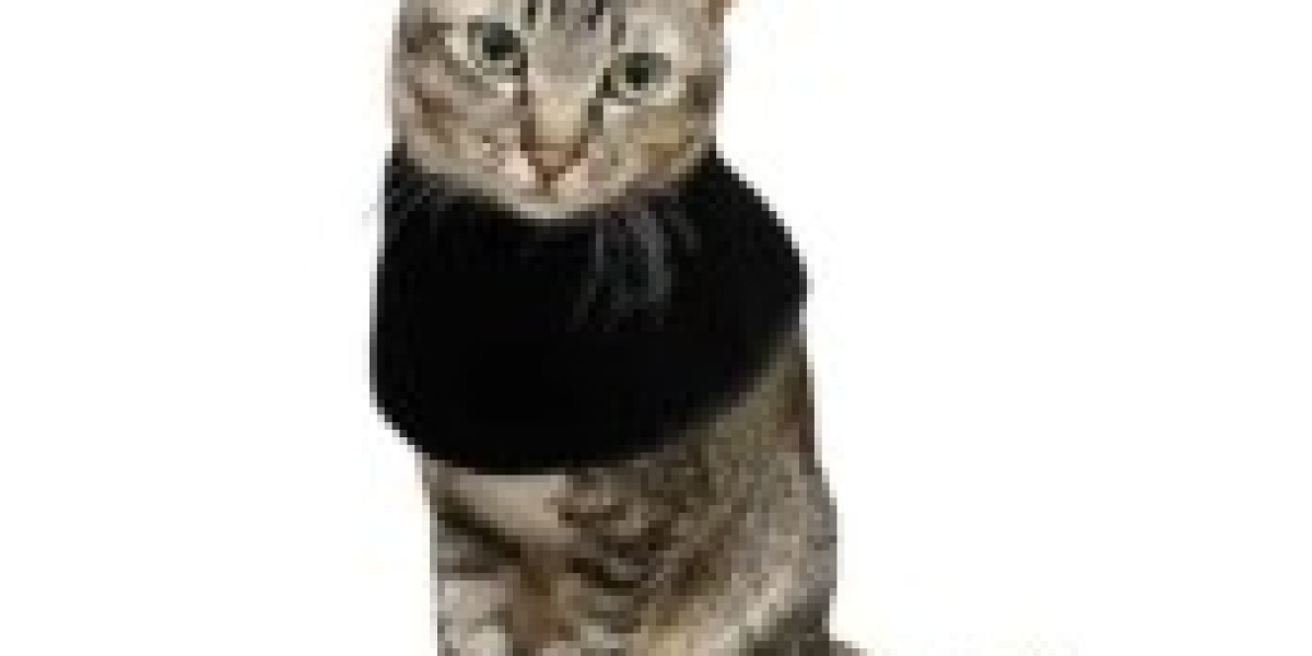Advanced Feline Wellness Innovation for Recovery, Mobility, and Non-Invasive Veterinary