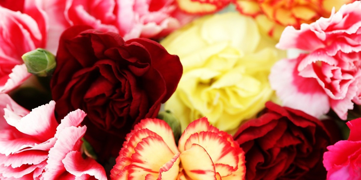 Celebrating Historic Milestones and Anniversaries with Classy Bulk Carnations