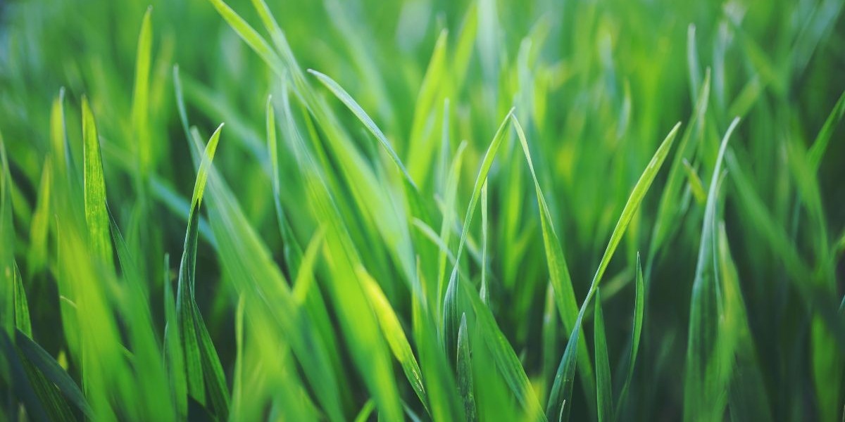 Why Stadium Zoysia Grass Is a Top Choice for Premium Lawns