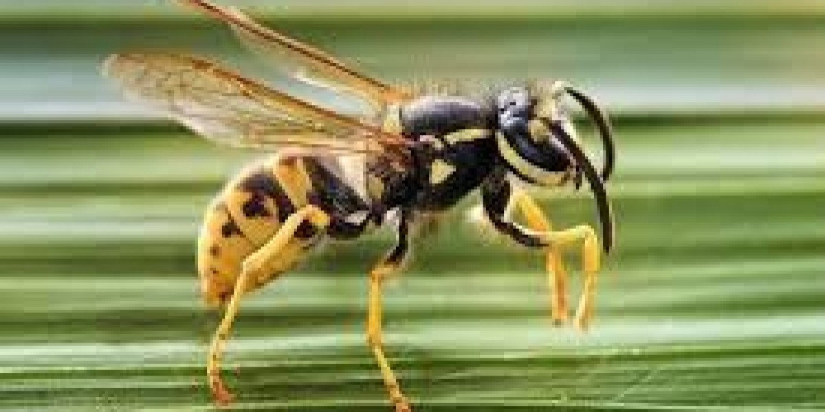 Understanding Masked Bees in Melbourne: Are They Harmful?