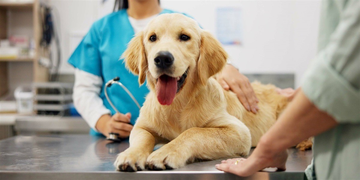 What Is Summit Dog & Cat Hospital in Summit, NJ Known For?