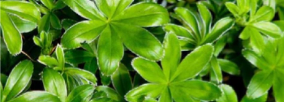 Greenwood Nursery Cover Image