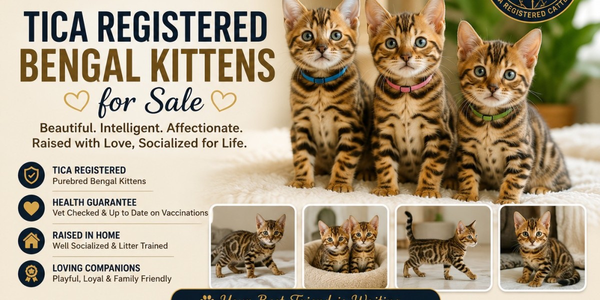 Discover Premium Purebred Kittens From Best Friend Catttery With Confidence Today