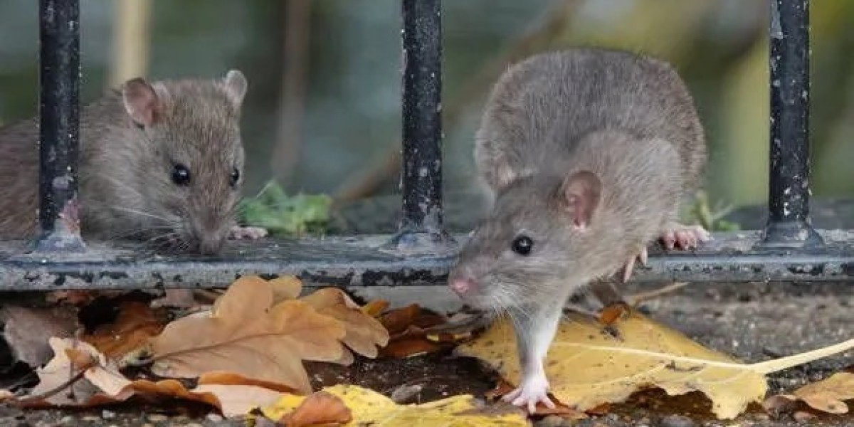 The Hidden Costs of Ignoring a Rodent Problem in Your Property