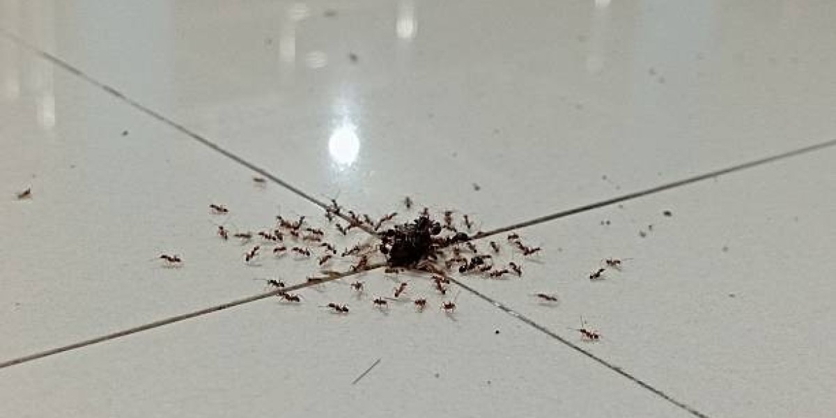 How Long Does Ant Removal Actually Take?