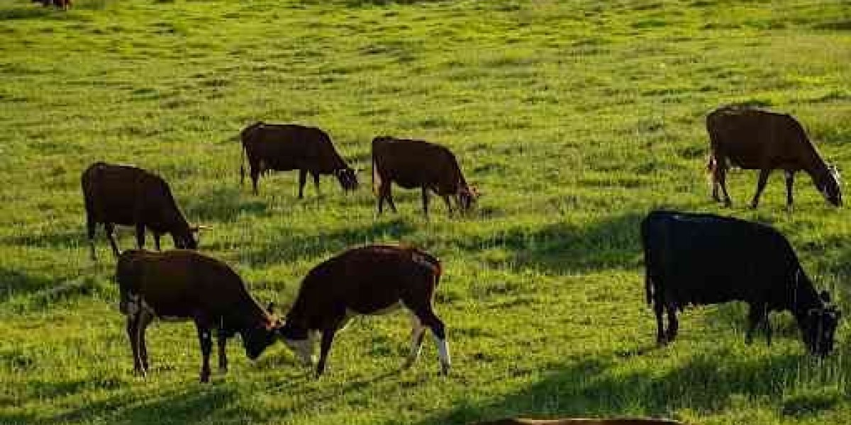 Where to Buy Fresh, Naturally Raised Beef