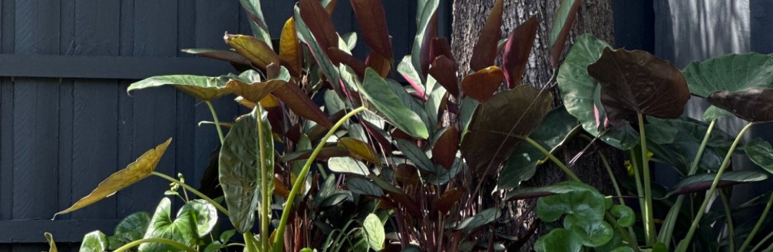 landscaping balgowlah Cover Image
