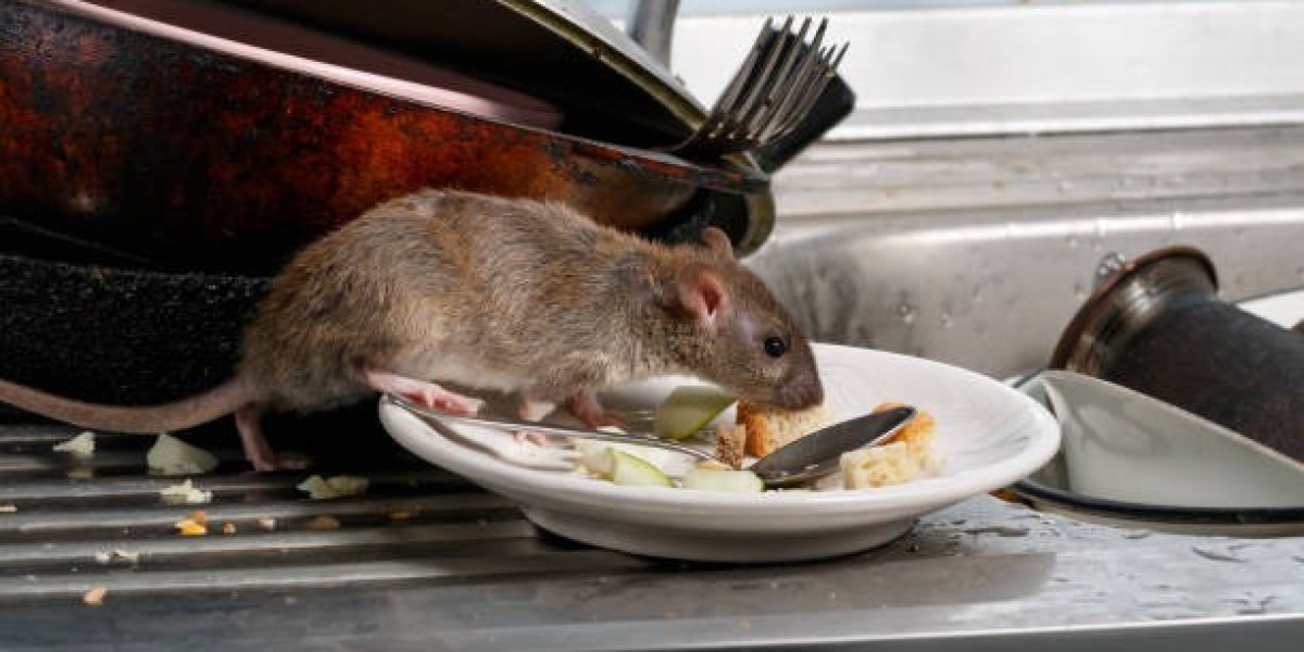 Why Early Rat Detection Matters for Melbourne Properties