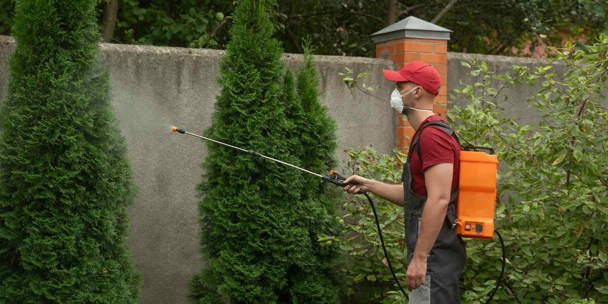 Weed and Feed Lawns for a Healthier Yard