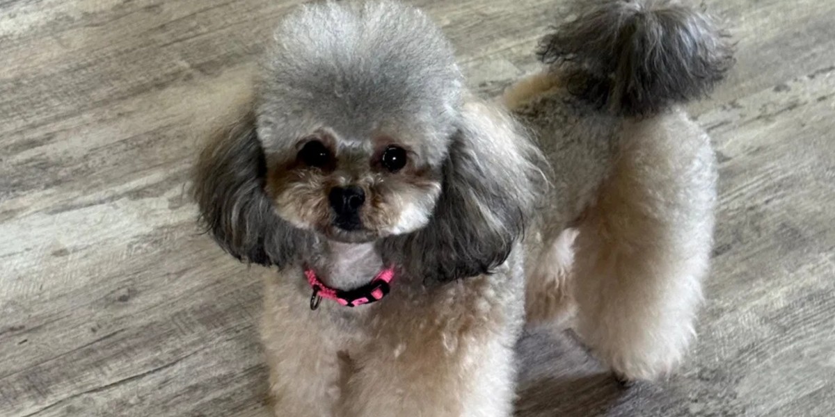 Best Chew Treats for Puppies: A Safe Buying Guide