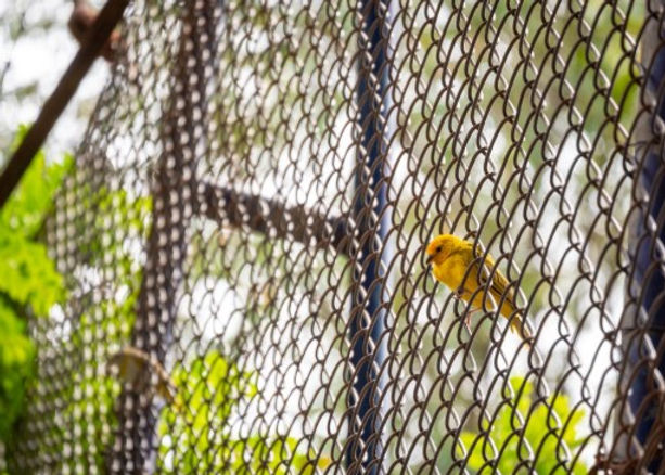 Why Chain Link Fencing Is a Smart Choice for Florida Properties?