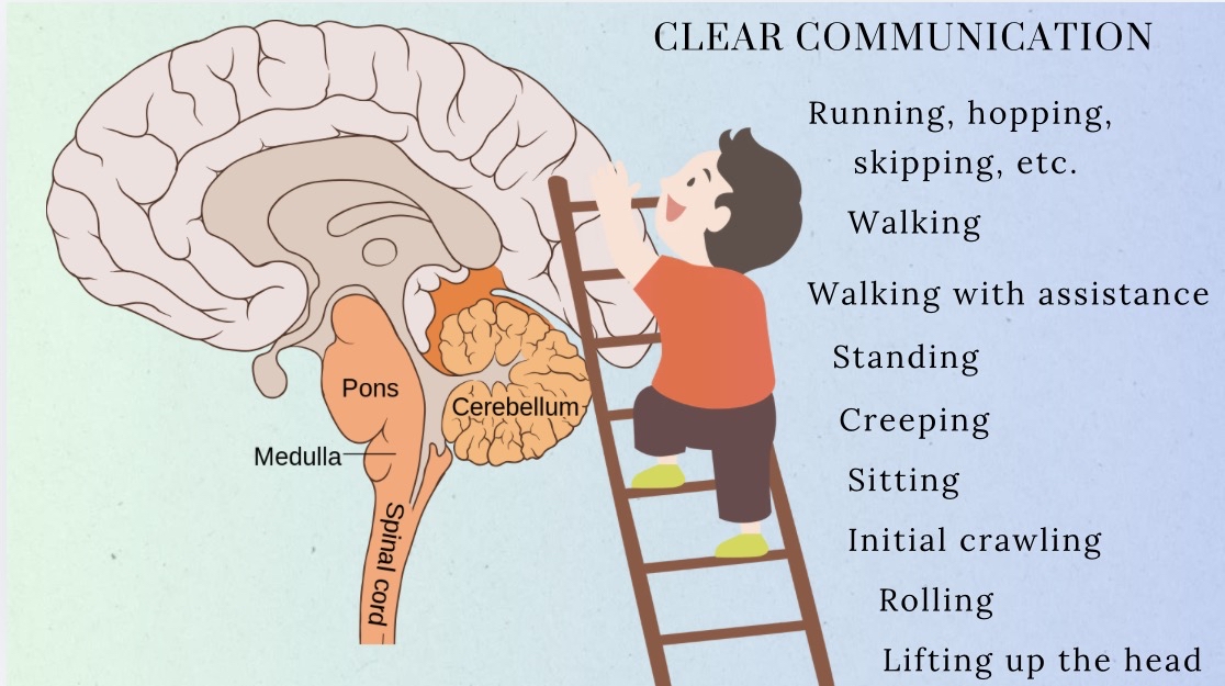 Building Brains Through Movement: Why Early Milestones Matter - Foundations Family Chiropractic